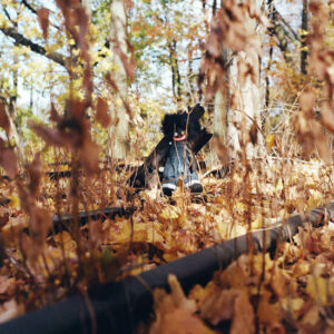 billy woods - GOLLIWOG (2LP/CD) [Rhymesayers Ent. BWZ804]